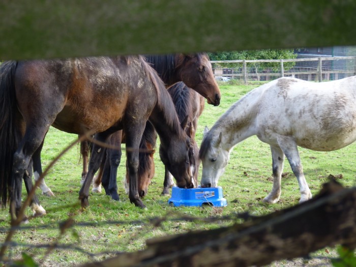 HORSLYX