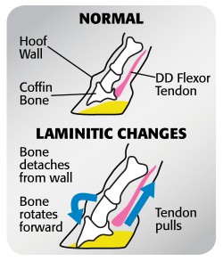 Horslyx_Laminitic_Changes_Diagram