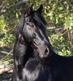 Horses