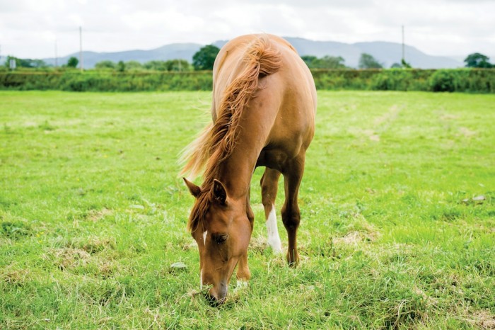 Horse eating grass