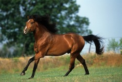 Horses