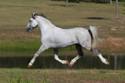 Horses