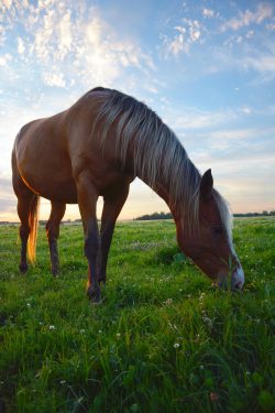 horse-grazing-2536541_1920
