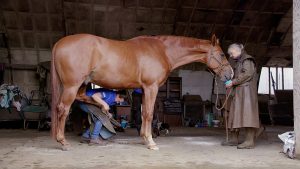 Abby Bunyard trimming hooves
