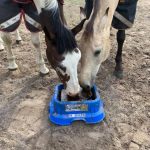 Vicky Smith Show Producer feeding Horslyx Balancer
