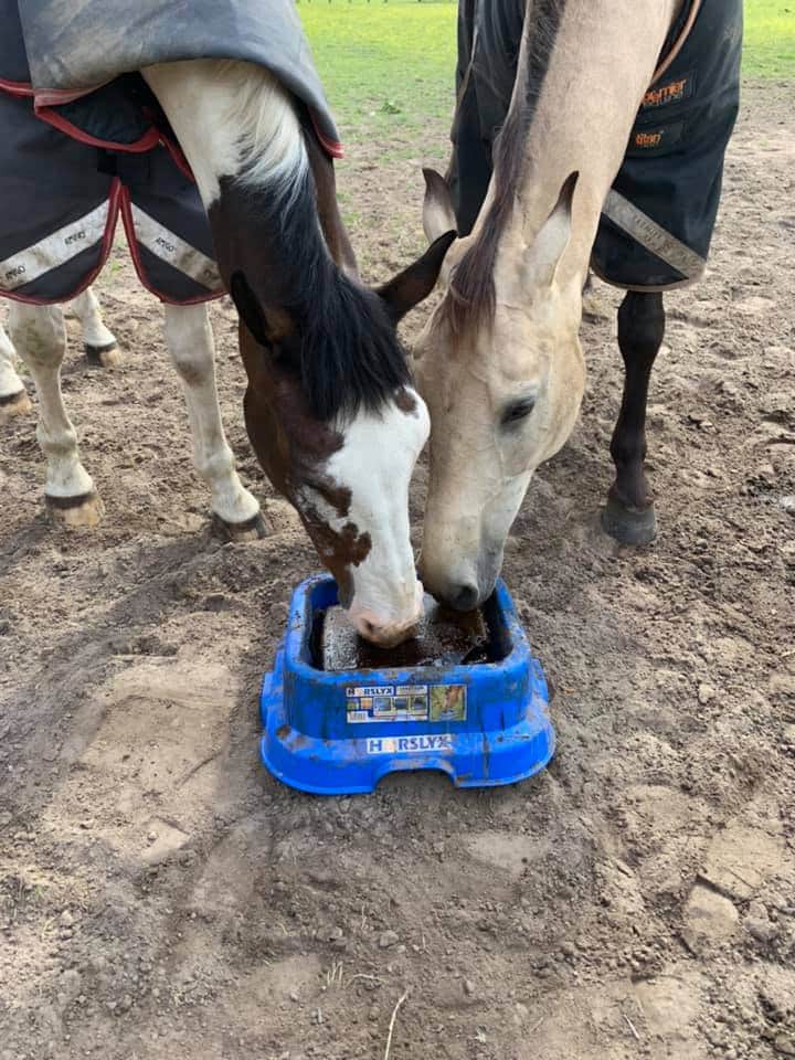 Vicky Smith Show Producer feeding Horslyx Balancer