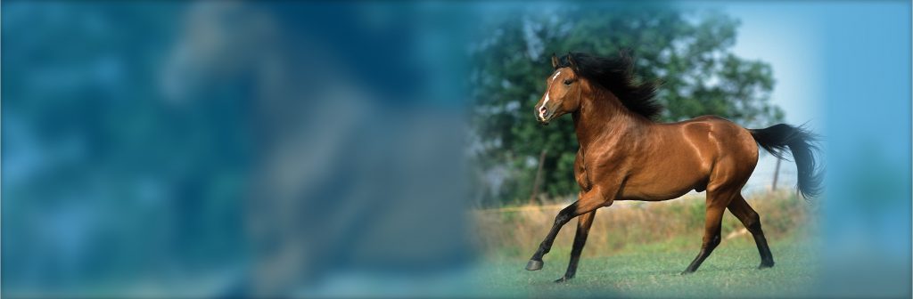 HORSLYX
