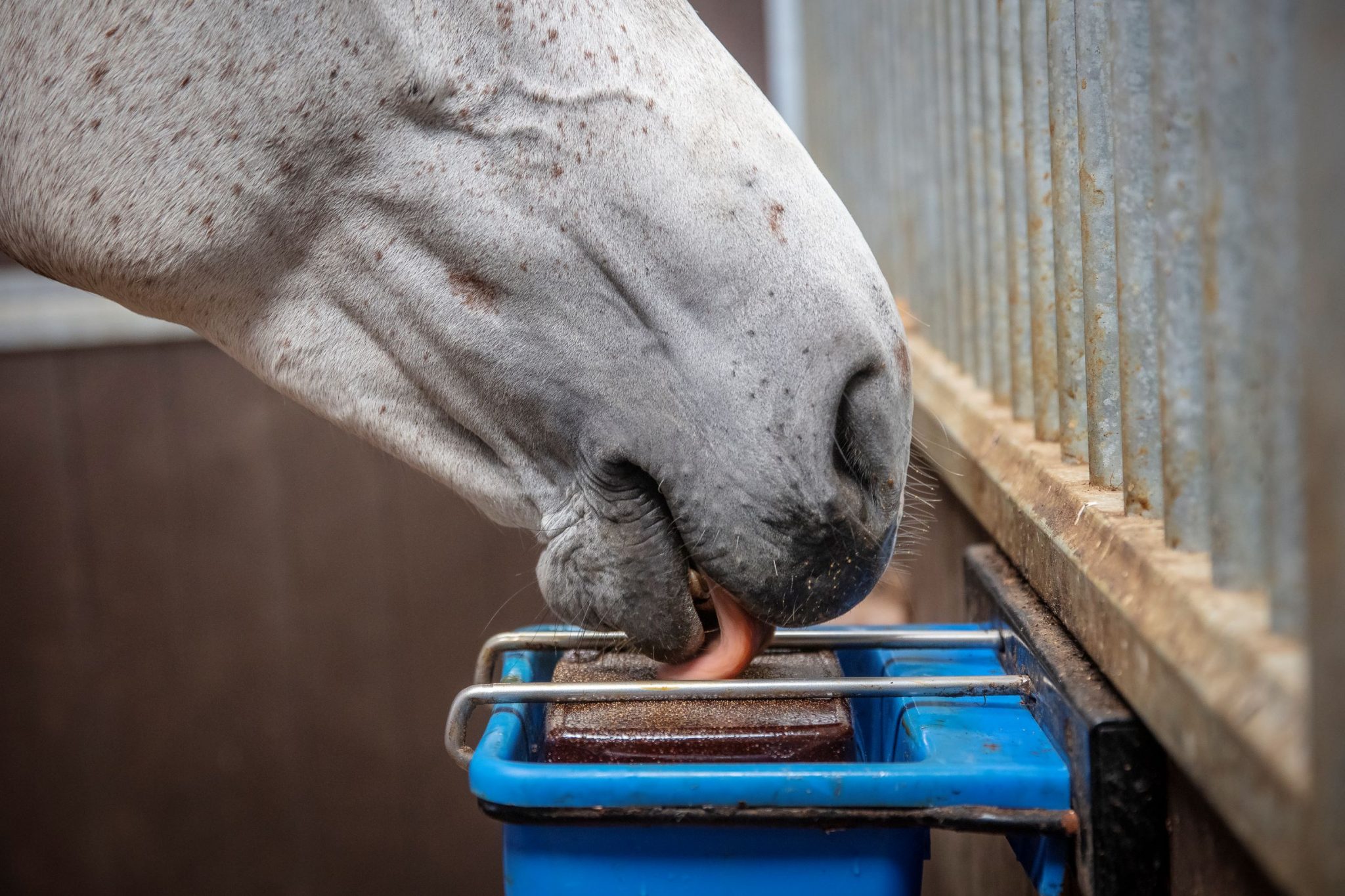 Horslyx 5kg Stable Lick Holder Horse Treats Boredom Breaker Lick Not Included 