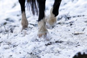 Horse walking in snow